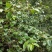 南方荚蒾、火柴树、火斋、满山红(干货)！