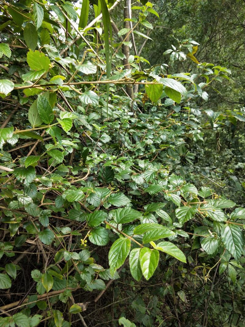 南方荚蒾、火柴树、火斋、满山红(干货)！