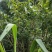 南方荚蒾、火柴树、火斋、满山红(干货)！