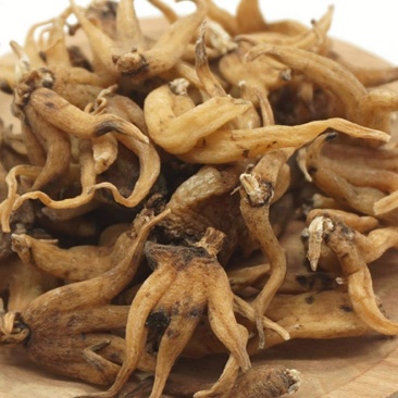 手掌参，手参，佛手参，掌参，手儿参，旺拉，阴阳草