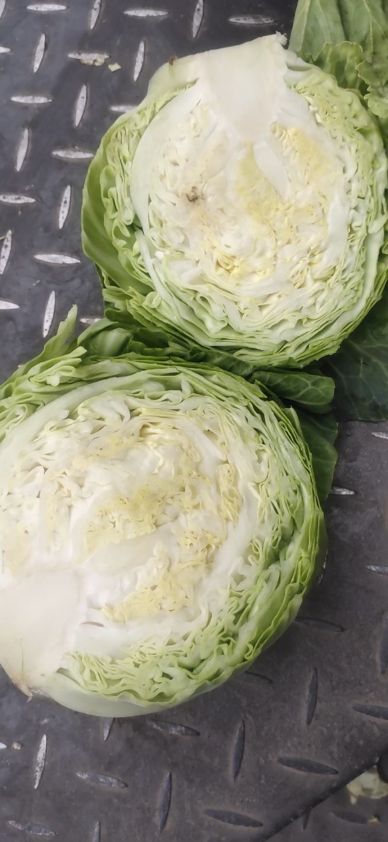 甘蓝，圆包菜，铁头系列，基地直供