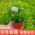 无尽夏绣球花苗室外庭院多季开花阳台盆栽花园绣球花大苗八仙