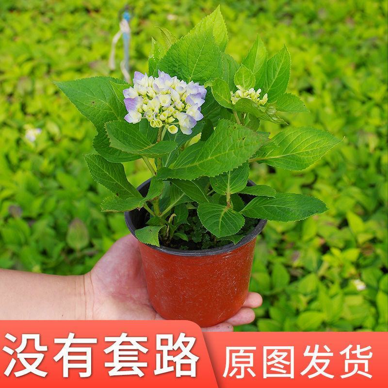 无尽夏绣球花苗室外庭院多季开花阳台盆栽花园绣球花大苗八仙