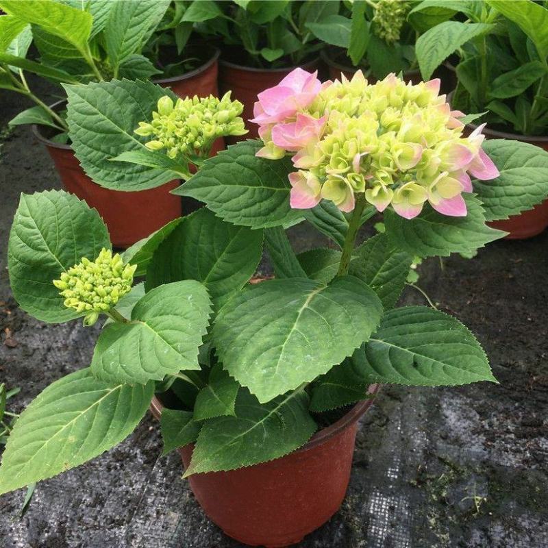 无尽夏绣球花苗室外庭院多季开花阳台盆栽花园绣球花大苗八仙