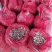 正宗川蒜种