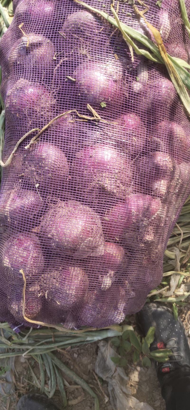 大型种植基地供应紫葱