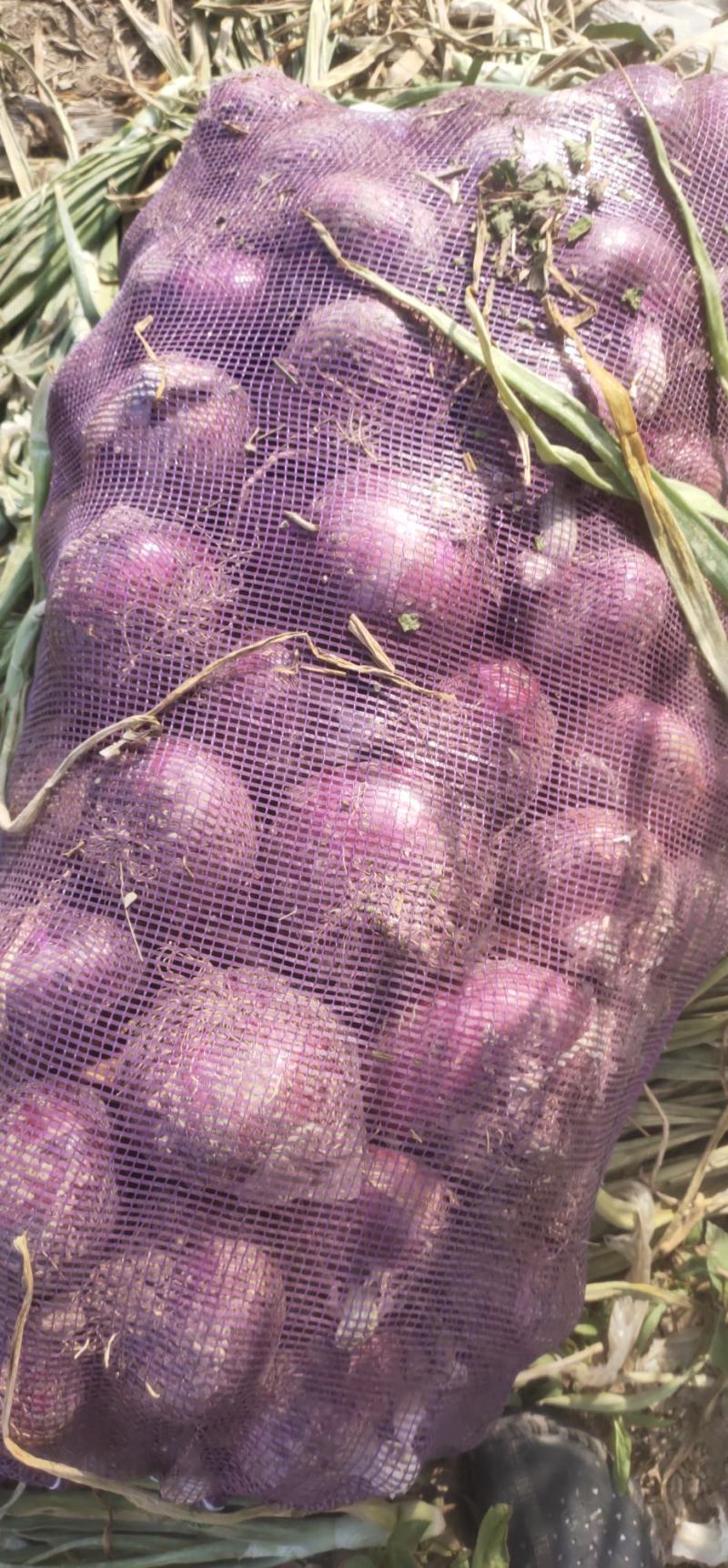 大型种植基地供应紫葱