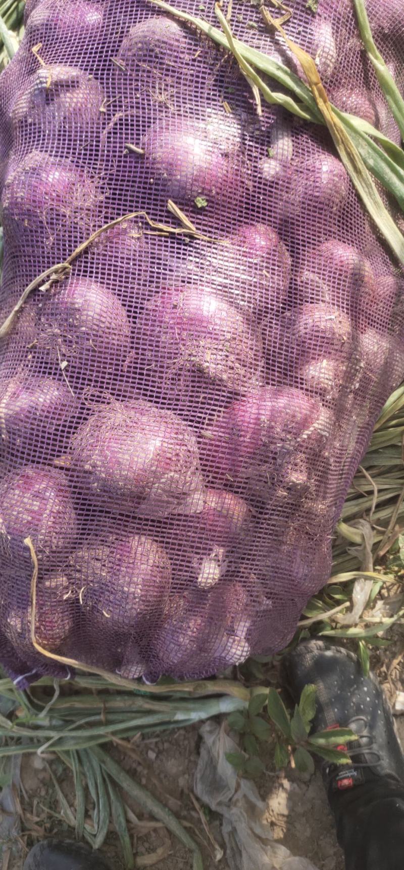 大型种植基地供应紫葱