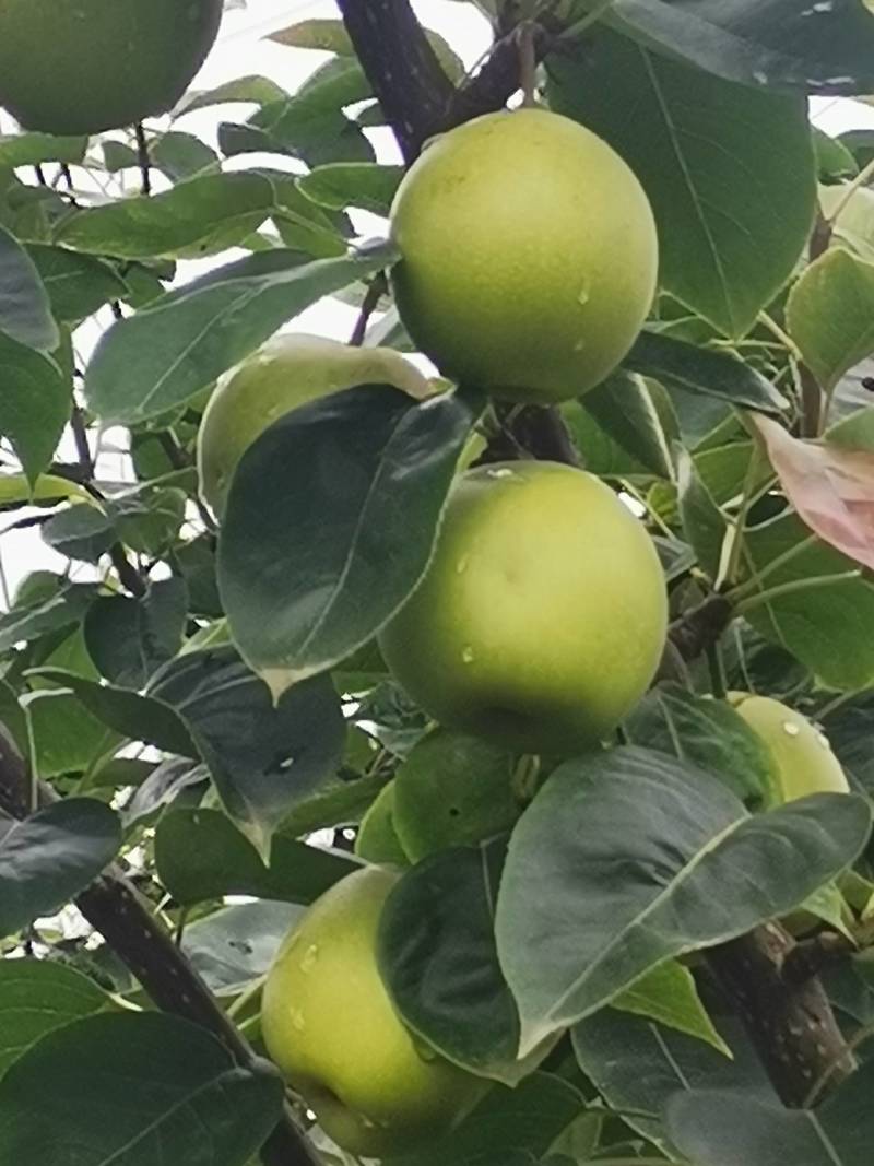 口感好，皮薄，甜度高。品像好