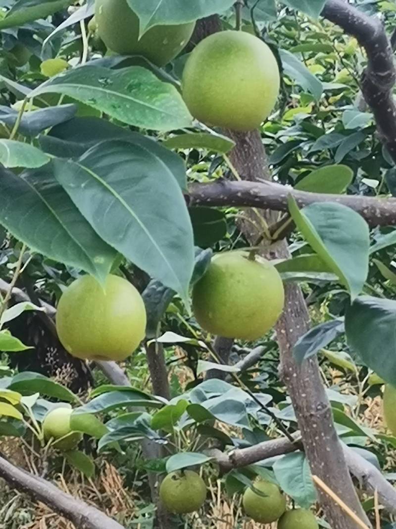 口感好，皮薄，甜度高。品像好