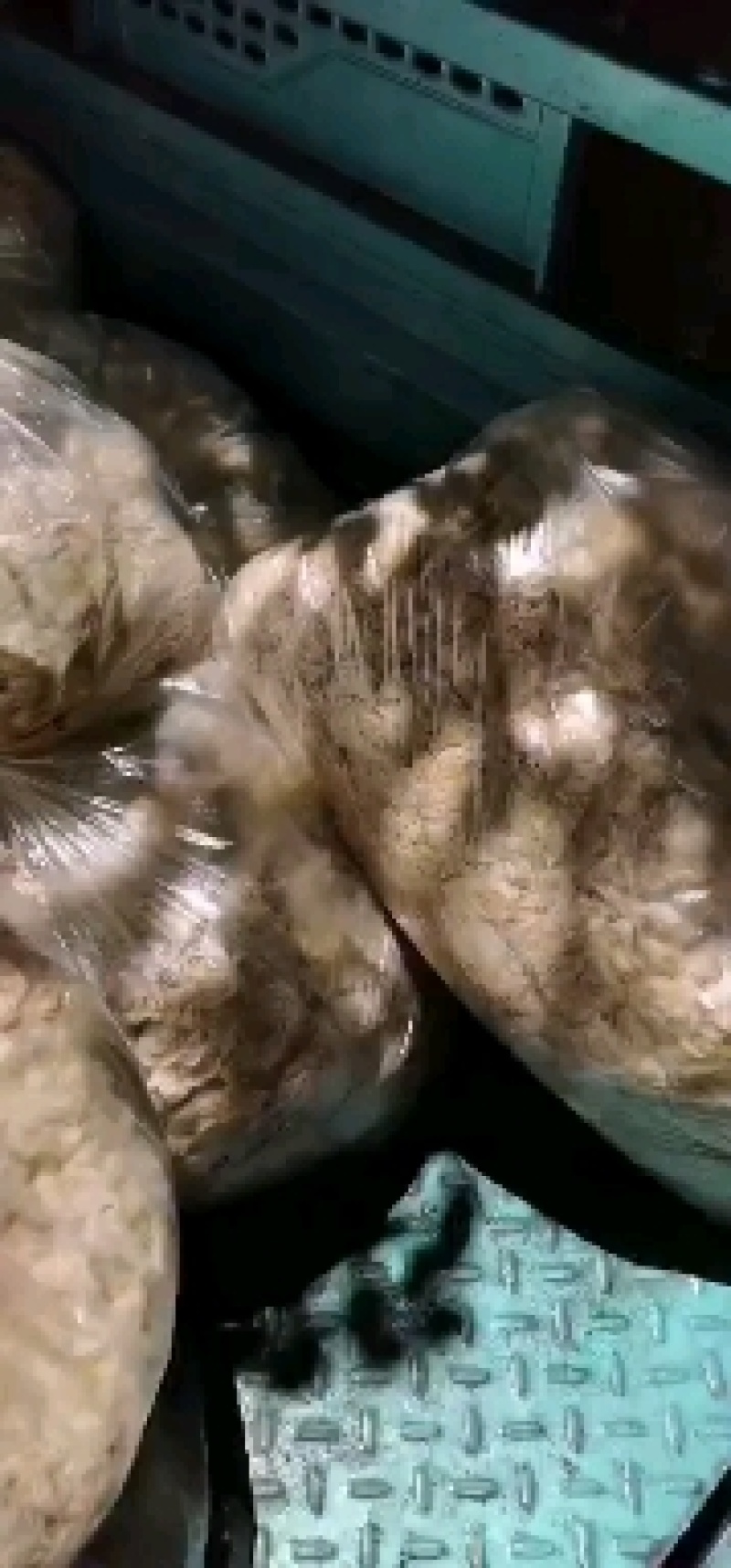 大白花