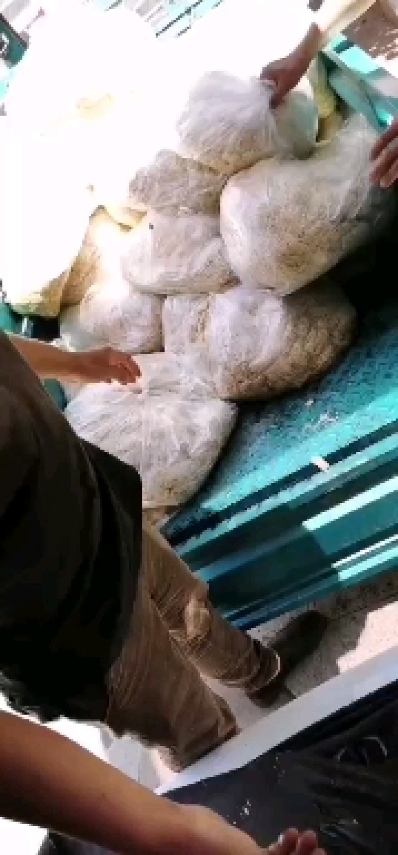 大白花