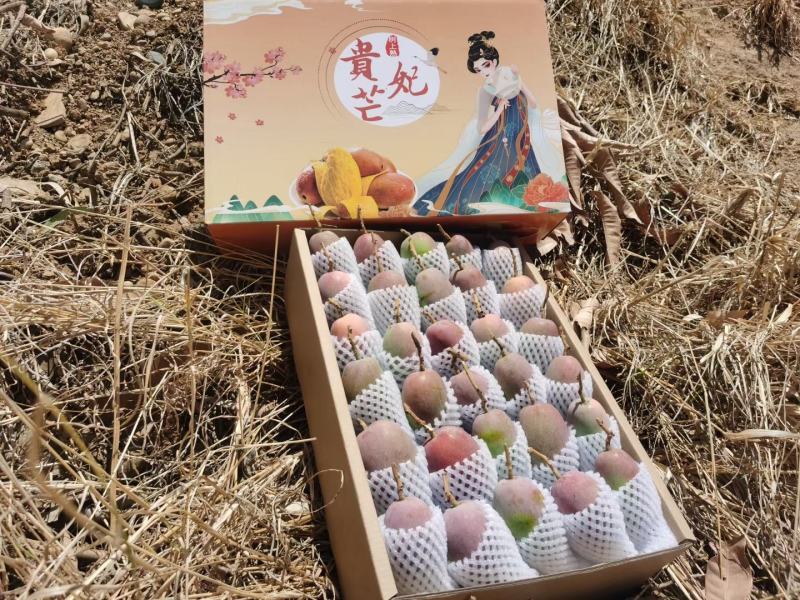 攀枝花市红贵妃芒果