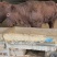 3-5月龄牛犊利木赞牛肉牛犊成年怀孕母牛包送到家