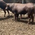 3-5月龄牛犊利木赞牛肉牛犊成年怀孕母牛包送到家