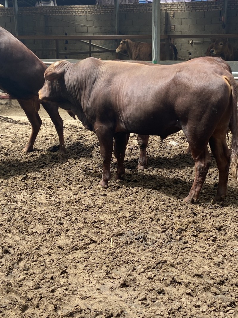 3-5月龄牛犊利木赞牛肉牛犊成年怀孕母牛包送到家