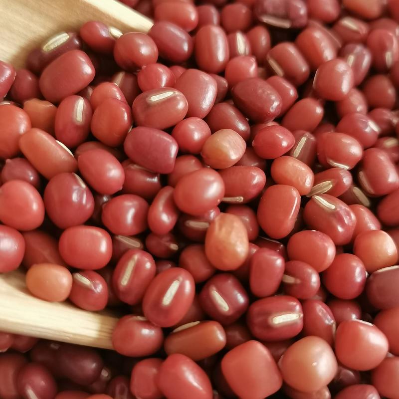 东北小粒红豆珍珠粒红豆日本红农安红小红豆通货