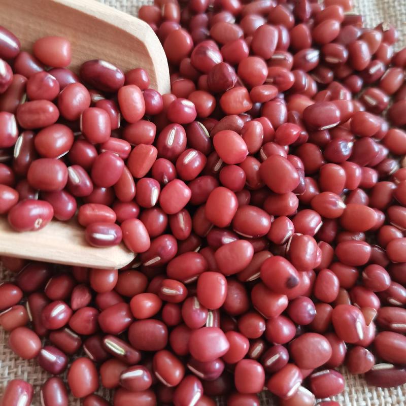东北小粒红豆珍珠粒红豆日本红农安红小红豆通货