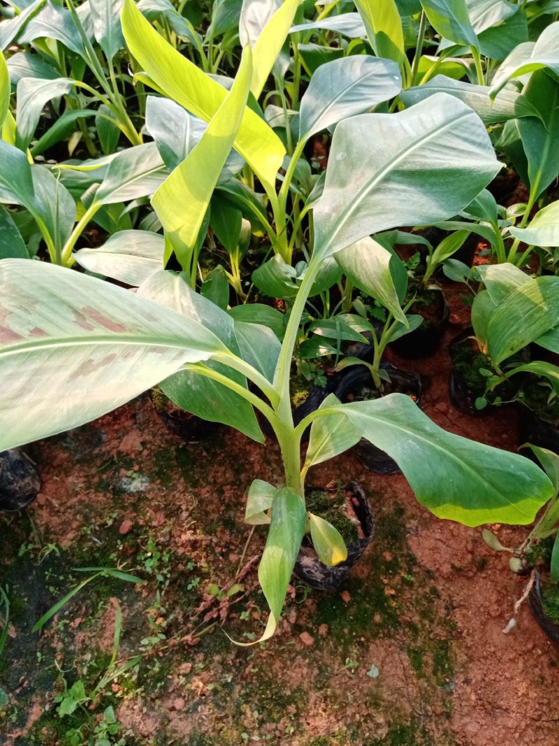 香蕉苗