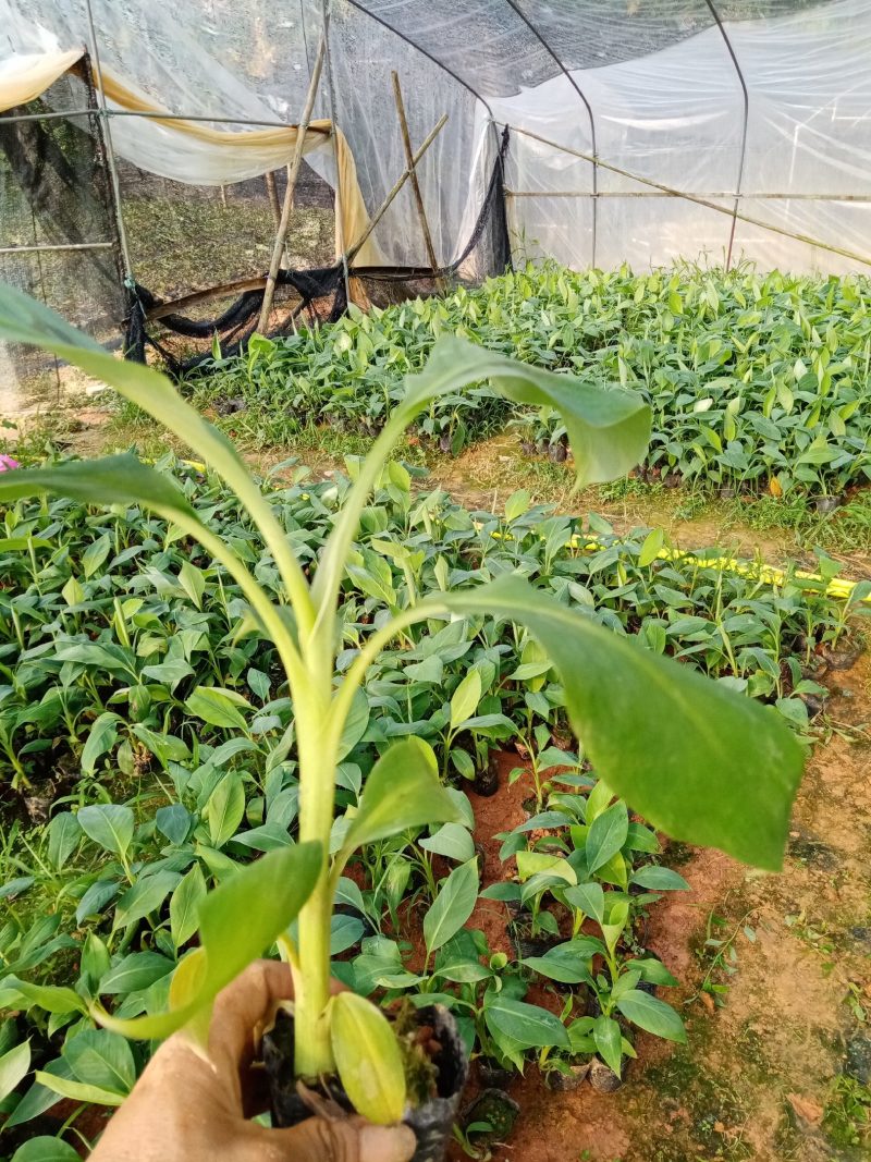 香蕉苗