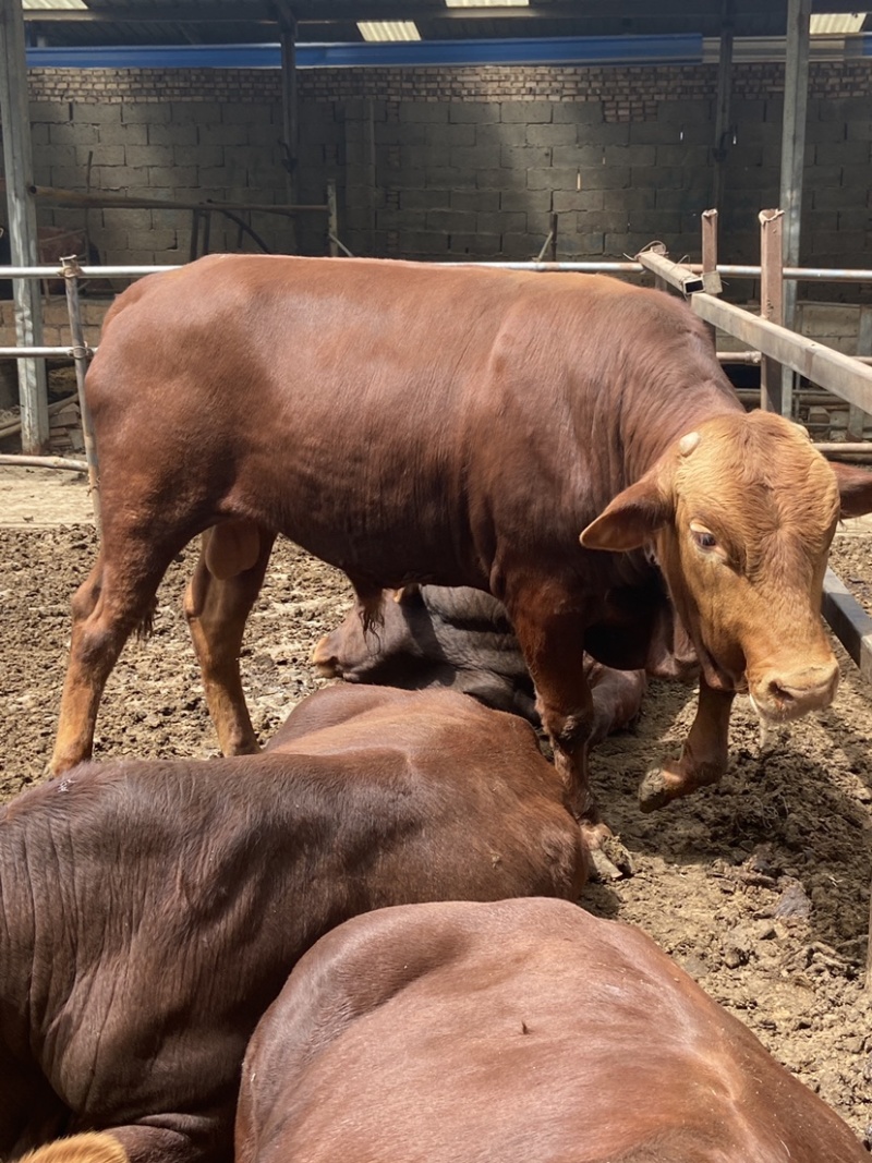 西门塔尔牛肉牛犊3-5月品种全价格低赠送铡草机