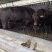 西门塔尔牛肉牛犊3-5月品种全价格低赠送铡草机
