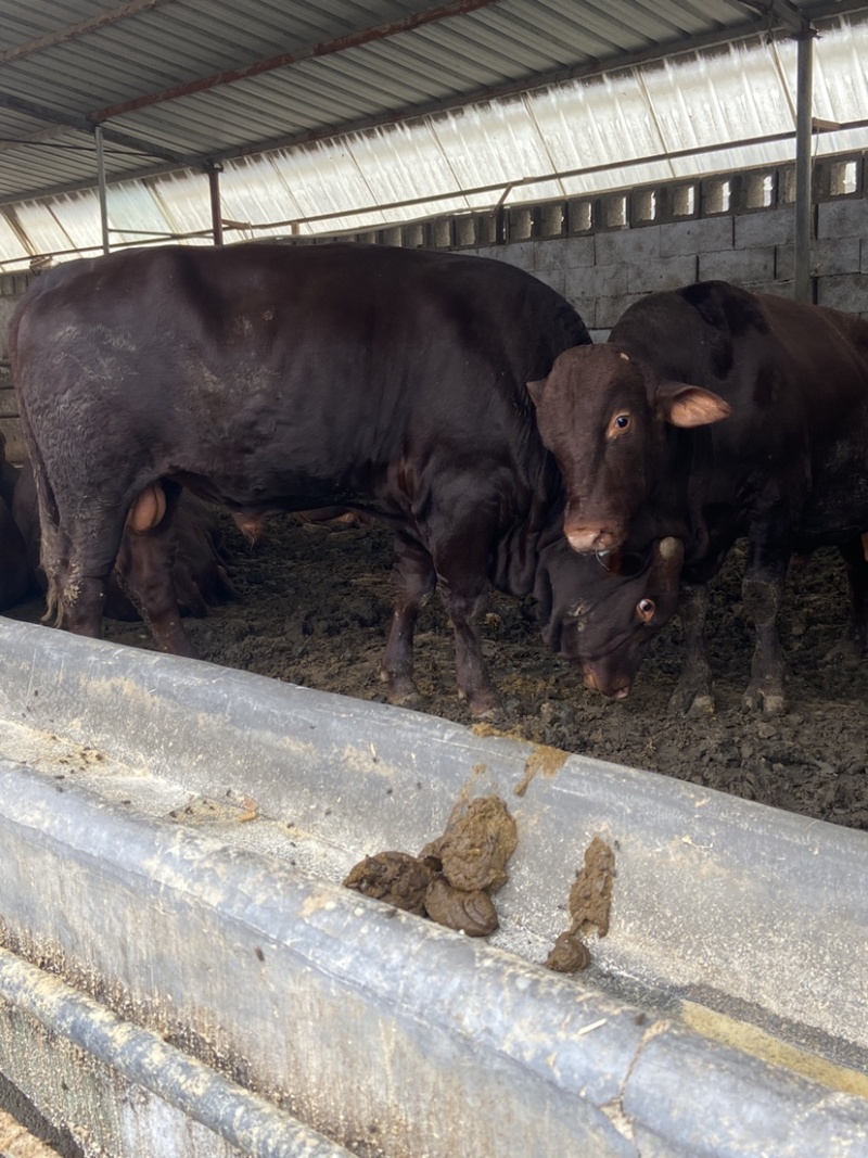 西门塔尔牛肉牛犊3-5月品种全价格低赠送铡草机