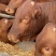 西门塔尔牛肉牛犊3-5月品种全价格低赠送铡草机