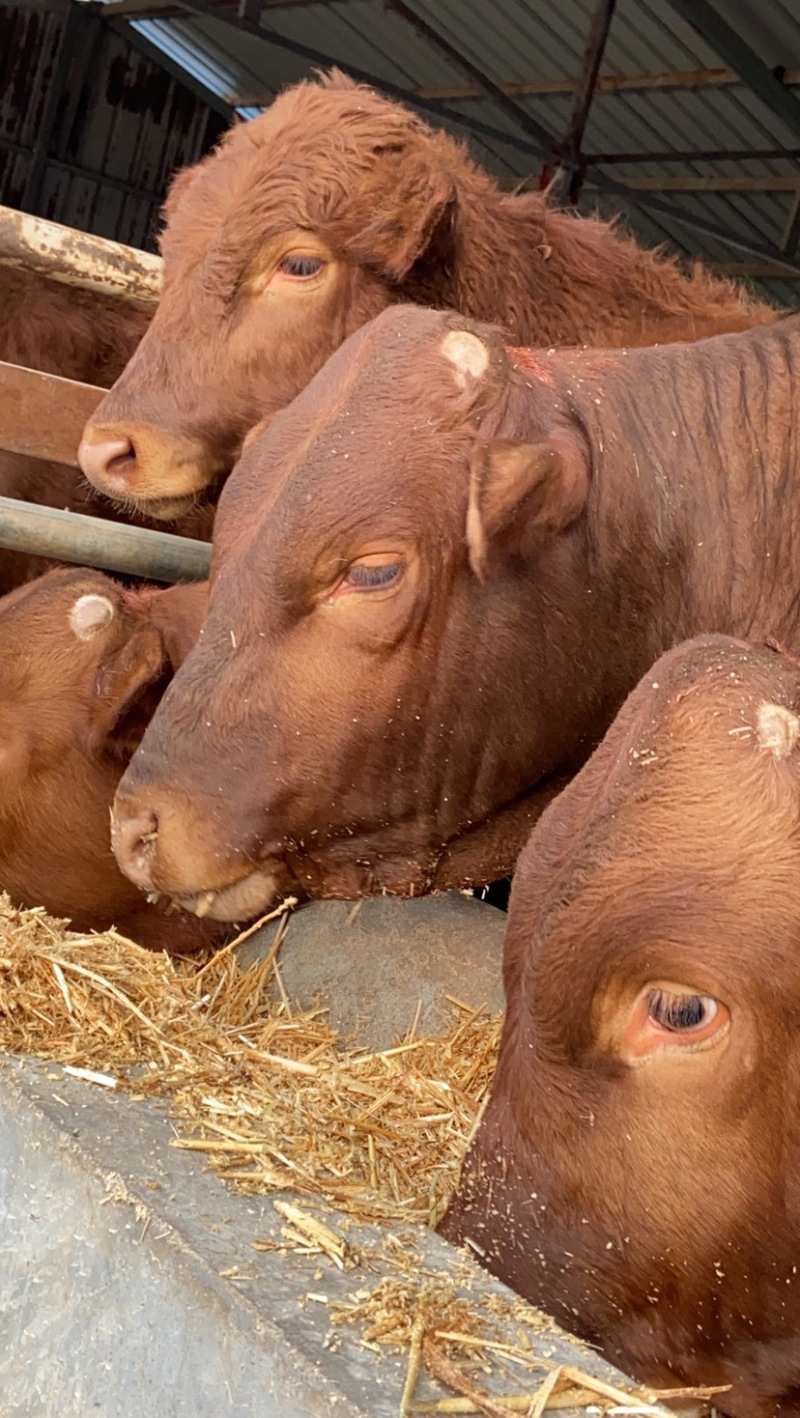 西门塔尔牛肉牛犊3-5月品种全价格低赠送铡草机
