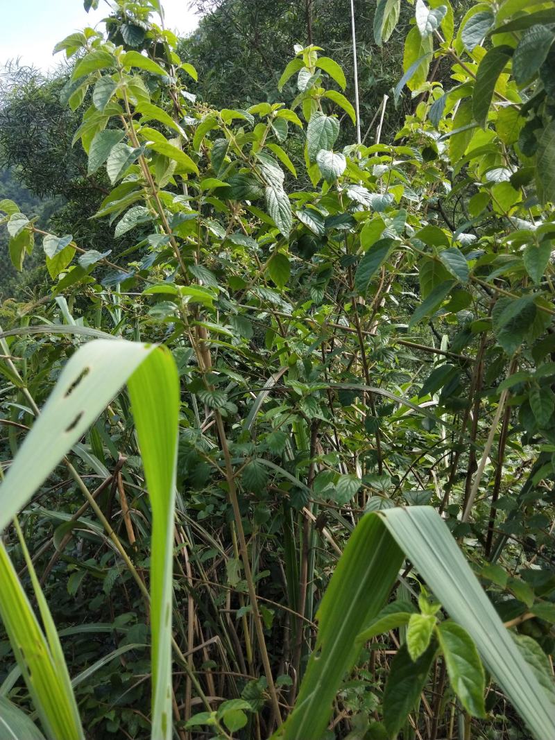 南方荚蒾、火柴树、火斋、满山红(干货)！