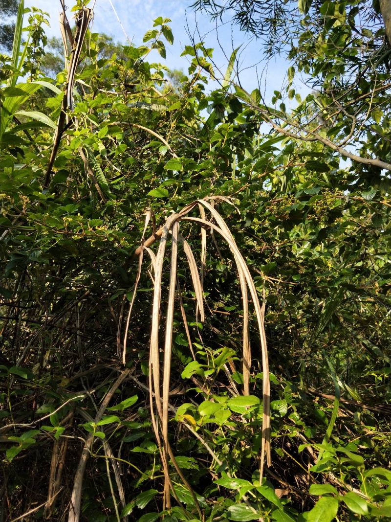 南方荚蒾、火柴树、火斋、满山红(干货)！