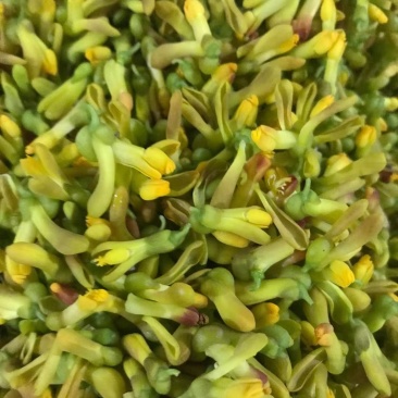 野生金雀花