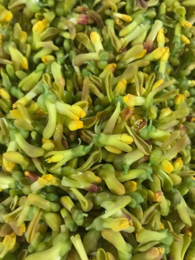 野生金雀花