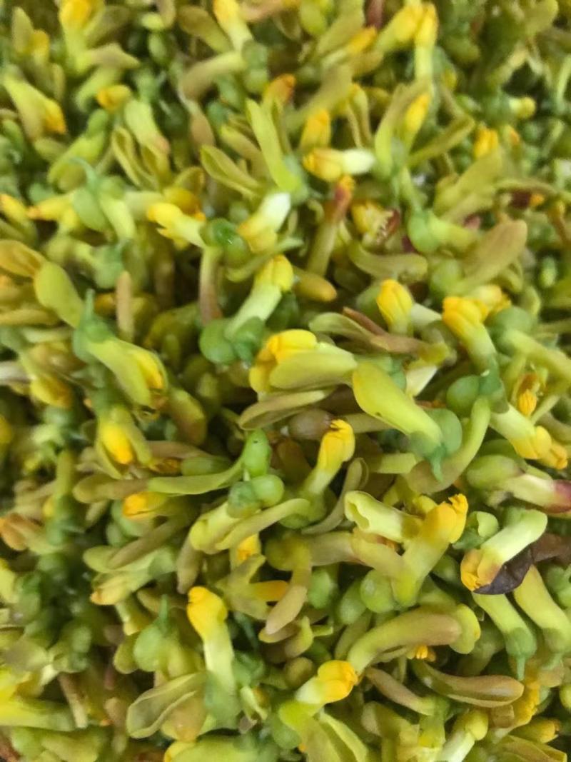 野生金雀花