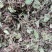 积雪草～雷公根～颜色青绿19～颜色没那绿16量大优惠～