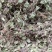积雪草～雷公根～颜色青绿19～颜色没那绿16量大优惠～