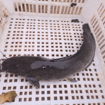 3斤以上八胡鲶鱼胡子鲢鱼量大从优
