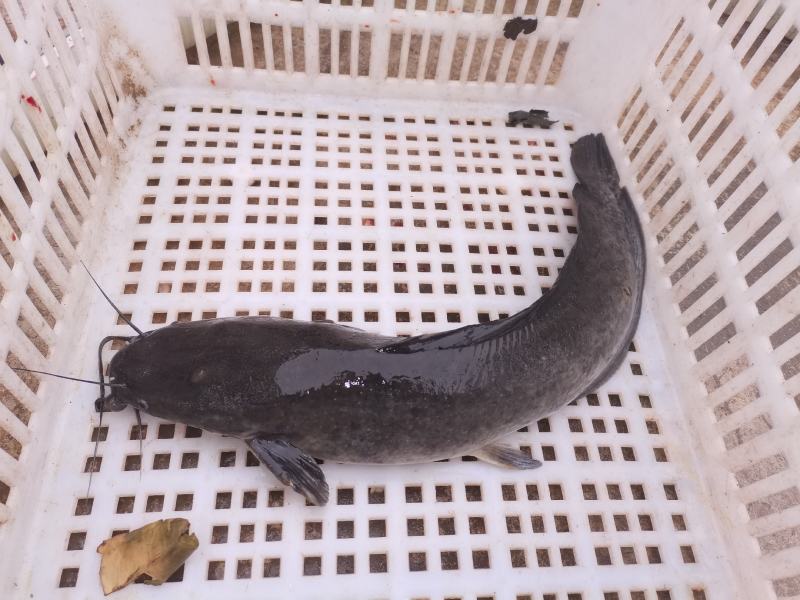 3斤以上八胡鲶鱼胡子鲢鱼量大从优
