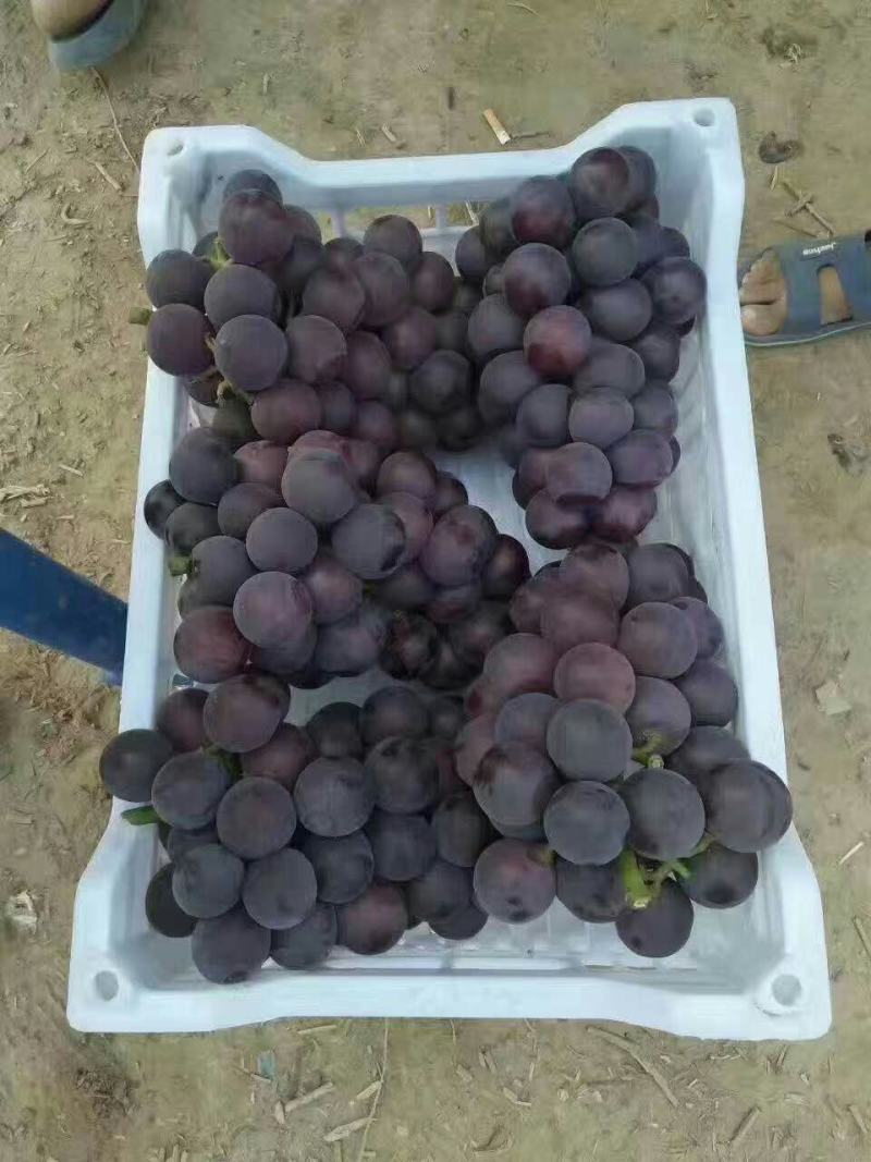 基地葡萄