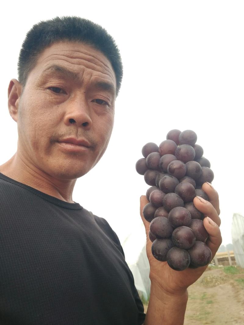 基地葡萄