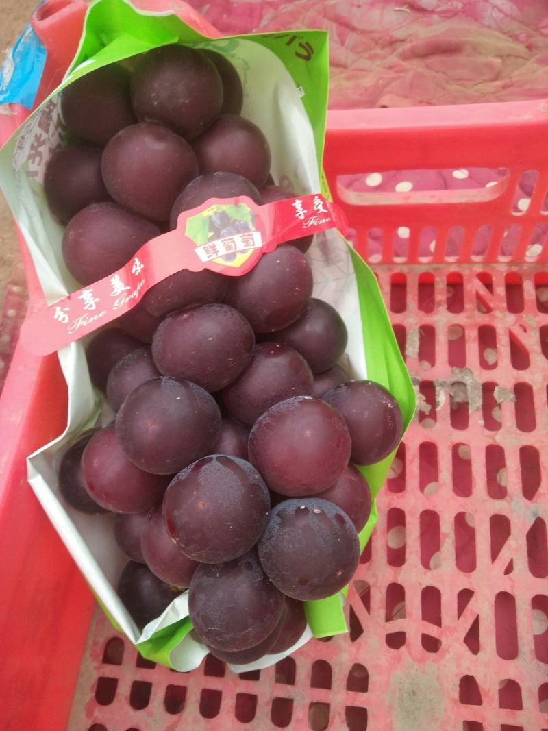 基地葡萄