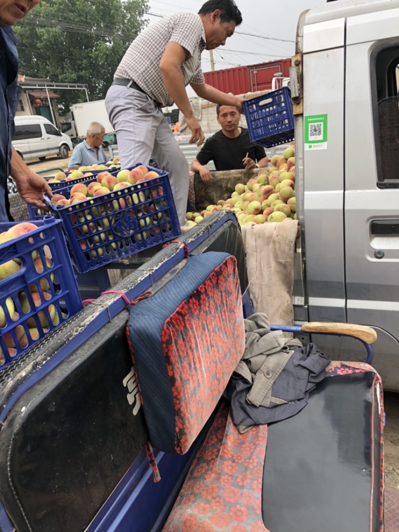 河北大甜桃平顶红桃一手货源需要的老板联系我