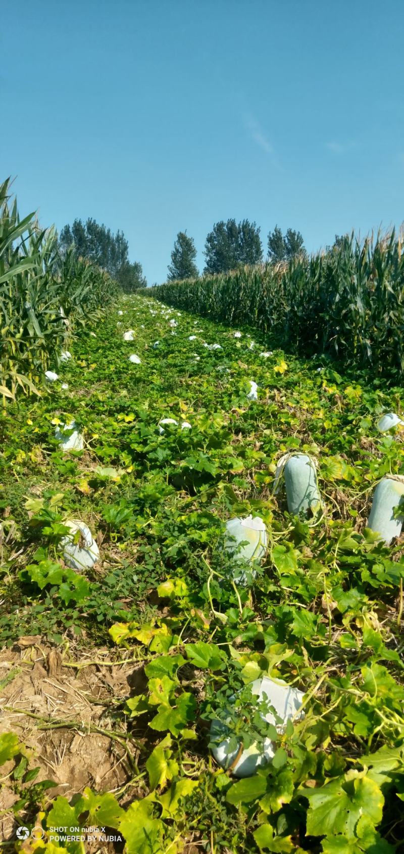 白冬瓜白皮海南冬瓜大量上市一手货源视频看货