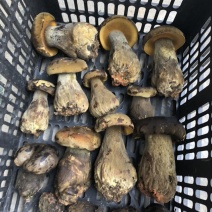 牛肝菌，黑牛肝