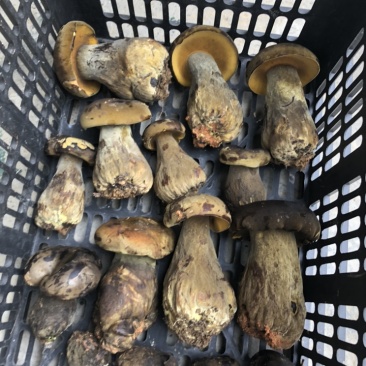 牛肝菌，黑牛肝