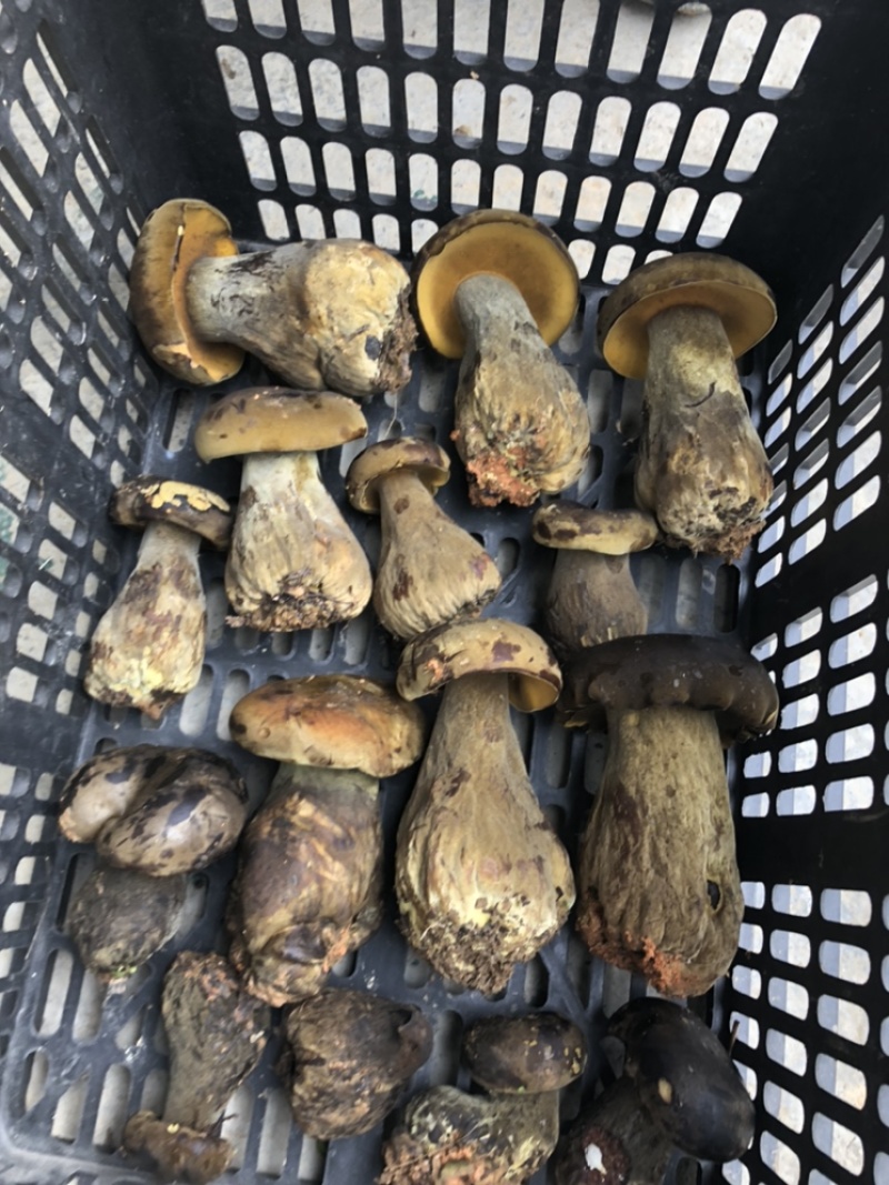 牛肝菌，黑牛肝