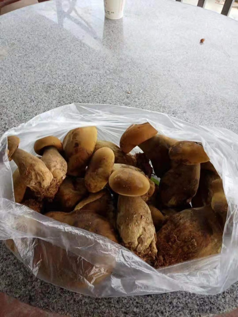 牛肝菌，黑牛肝