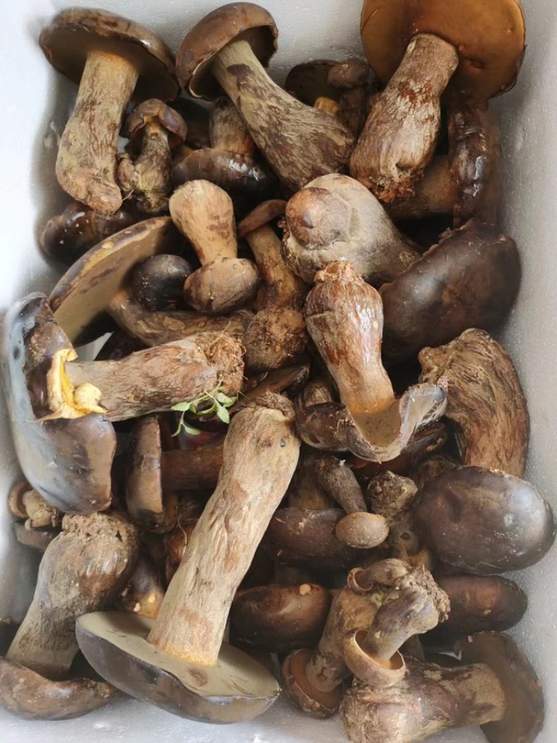 牛肝菌，黑牛肝