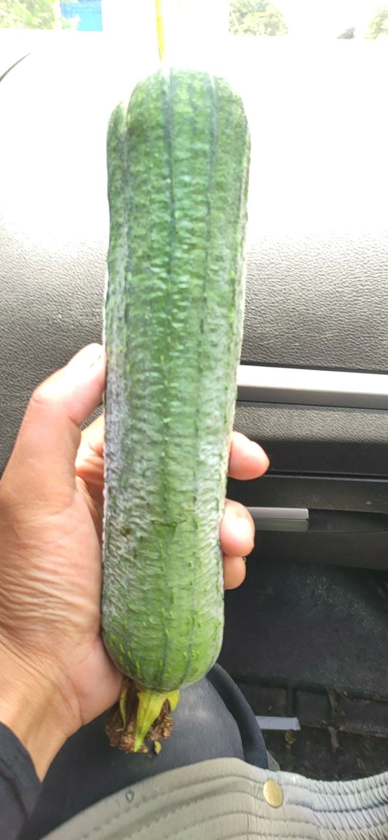 丝瓜大量肉丝瓜供应，几毛一斤，刚上市，需要的联系。