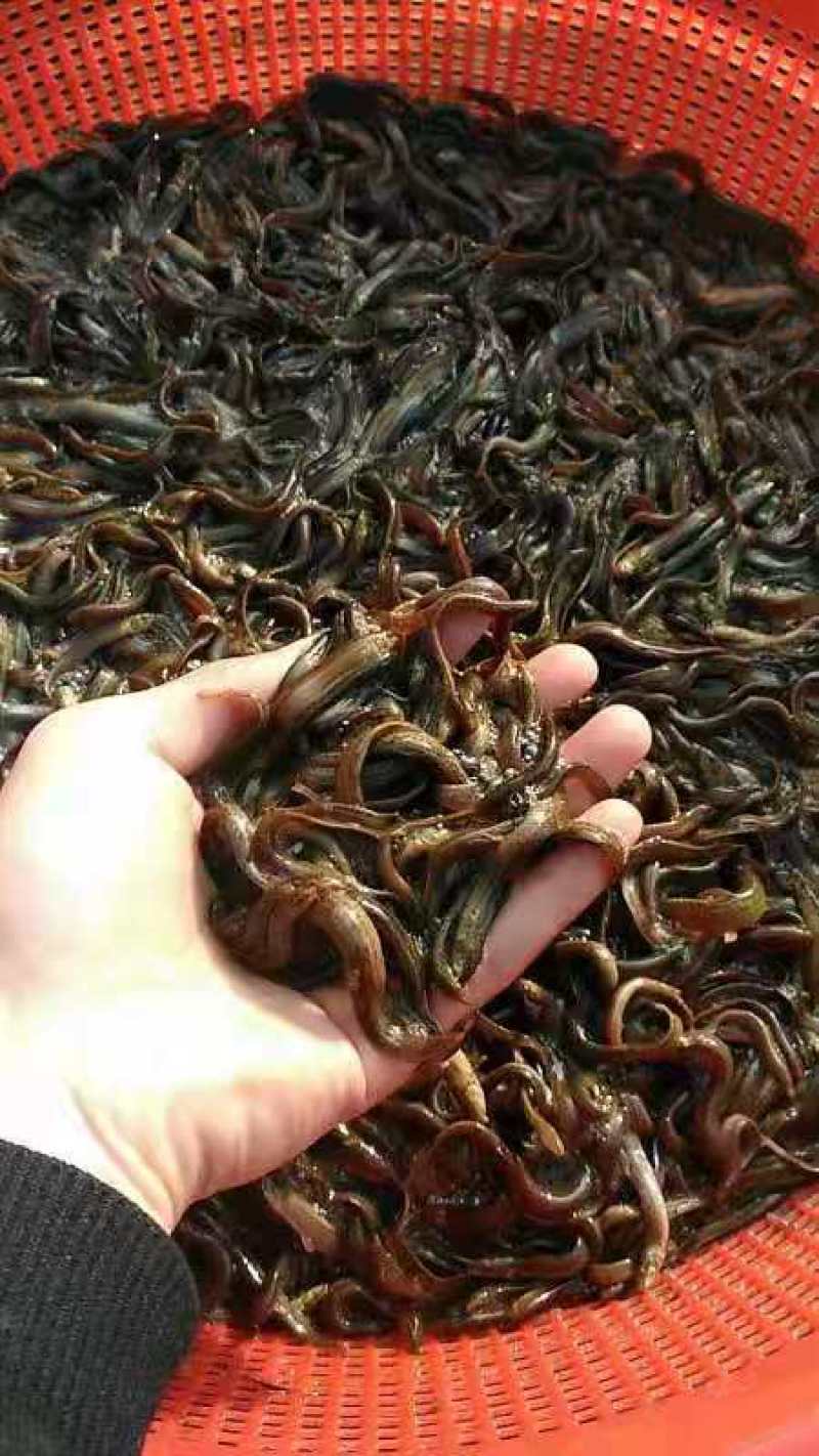泥鳅苗生长周期短，三个半月出栏亩产5000斤